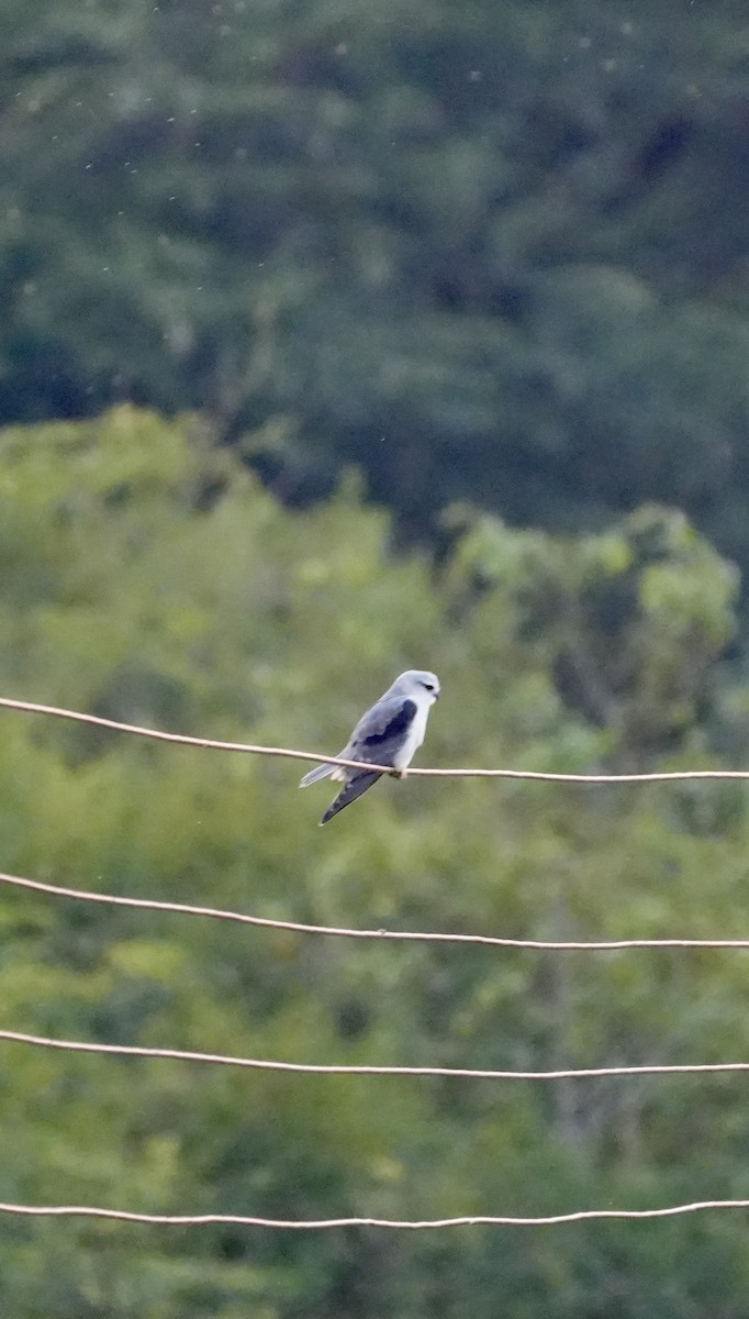 Gleitaar - ML646903409