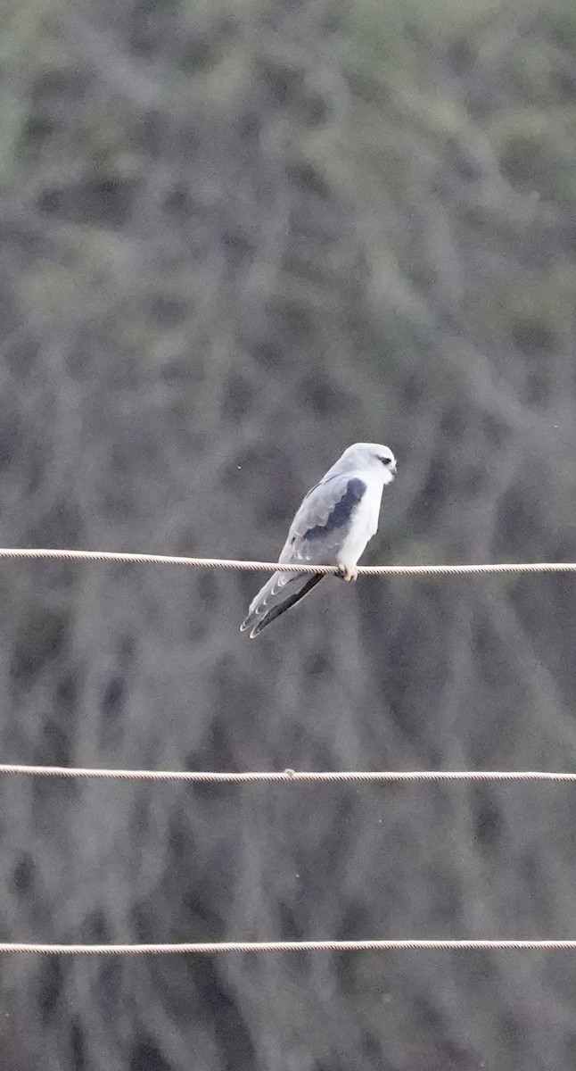 Gleitaar - ML646903410