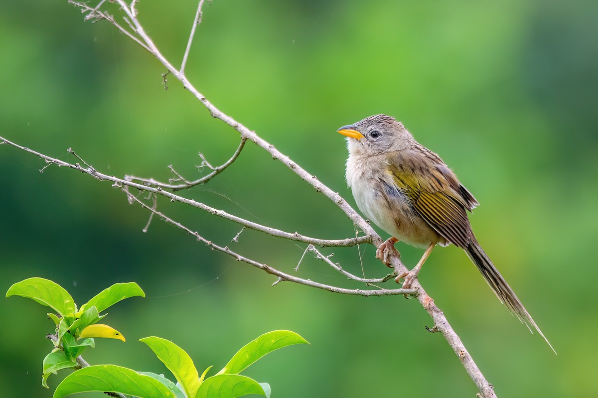 Keilschwanz-Grastangare - ML646903412