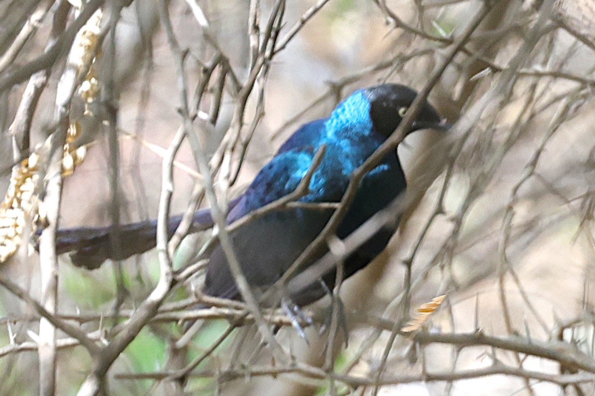 Purpurglanzstar - ML646903413