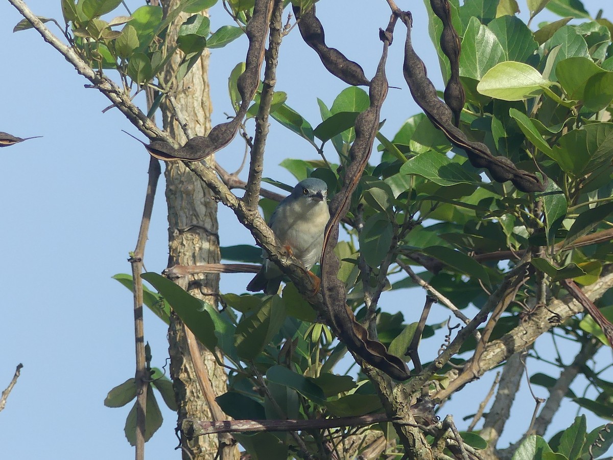 Schwarzkappentangare - ML646903414