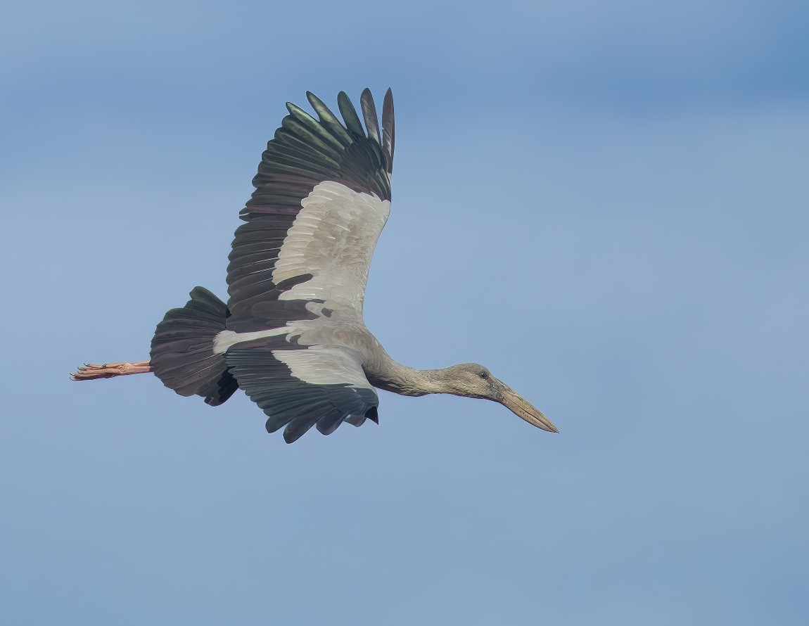 スキハシコウ - ML646903417