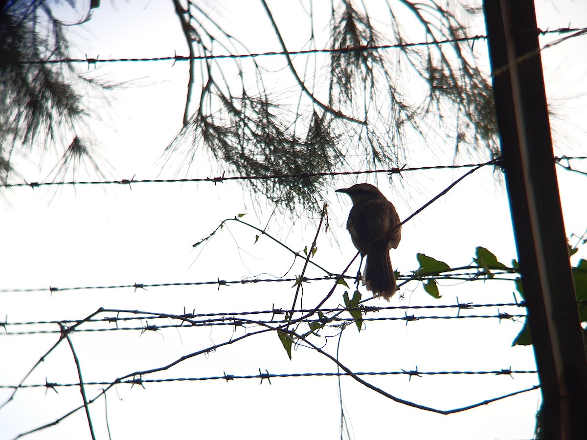 Chalk-browed Mockingbird - ML646903418
