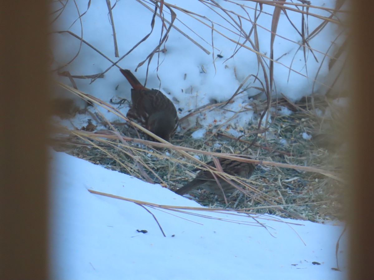 Fox Sparrow - ML646903420