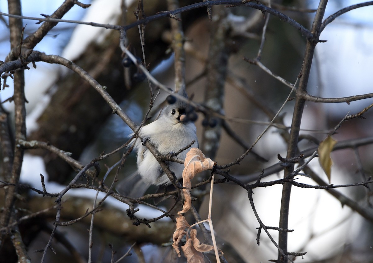 Tufted Titmouse - ML646903421