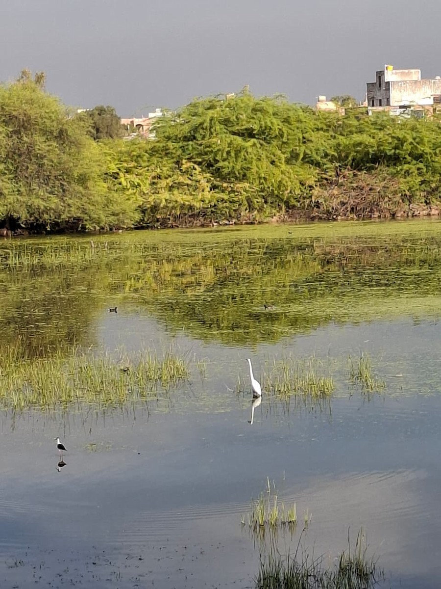 Great Egret - ML646903422