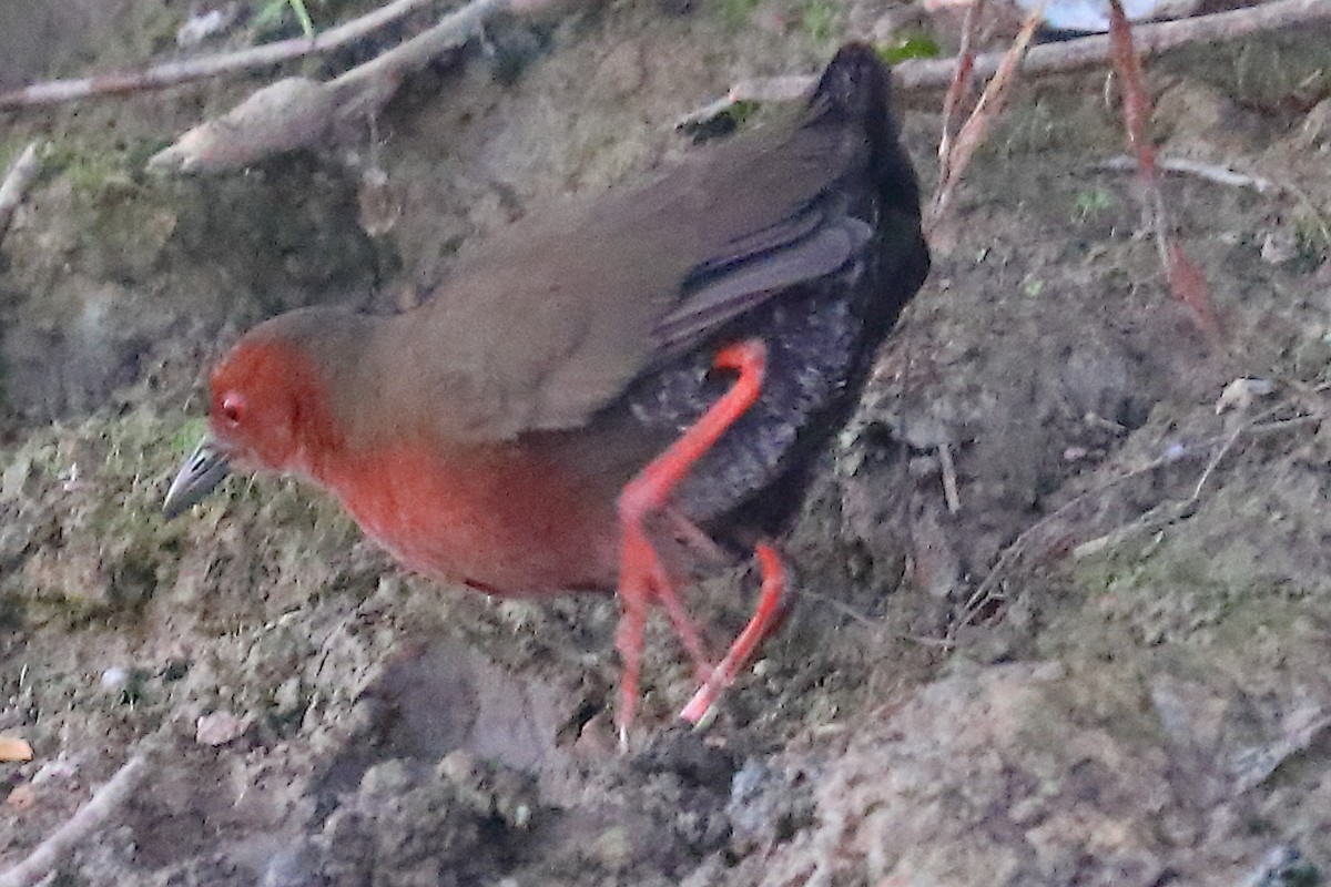 Ruddy-breasted Crake - ML646903423
