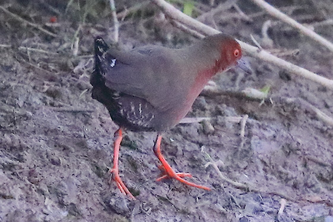 Ruddy-breasted Crake - ML646903424