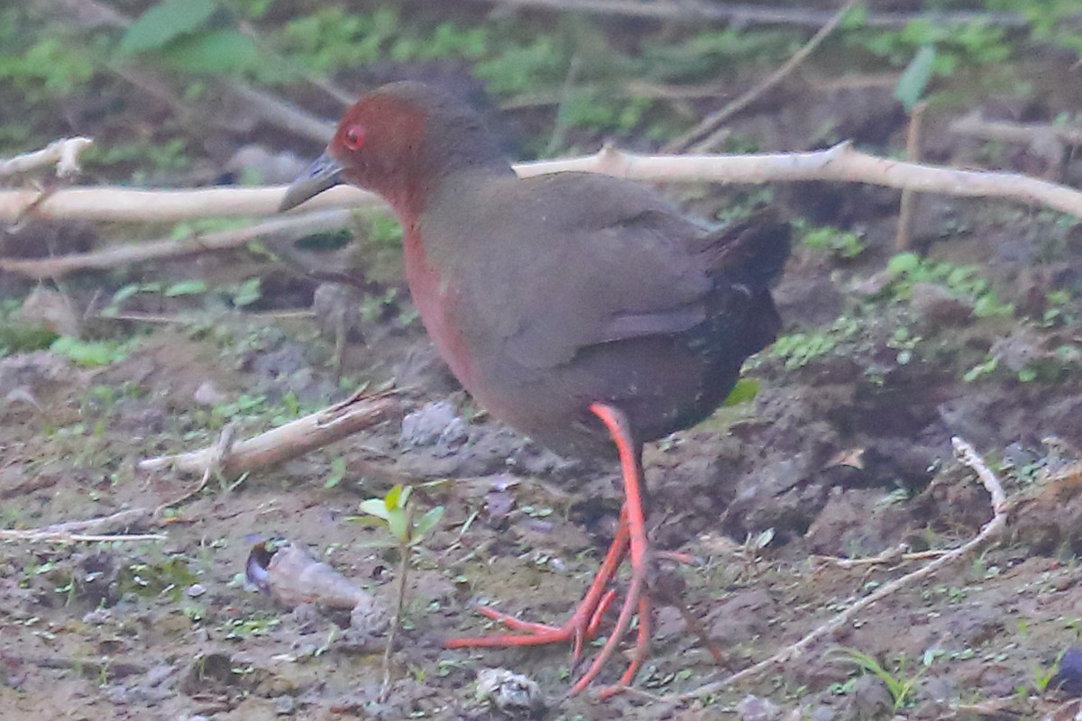 Ruddy-breasted Crake - ML646903425