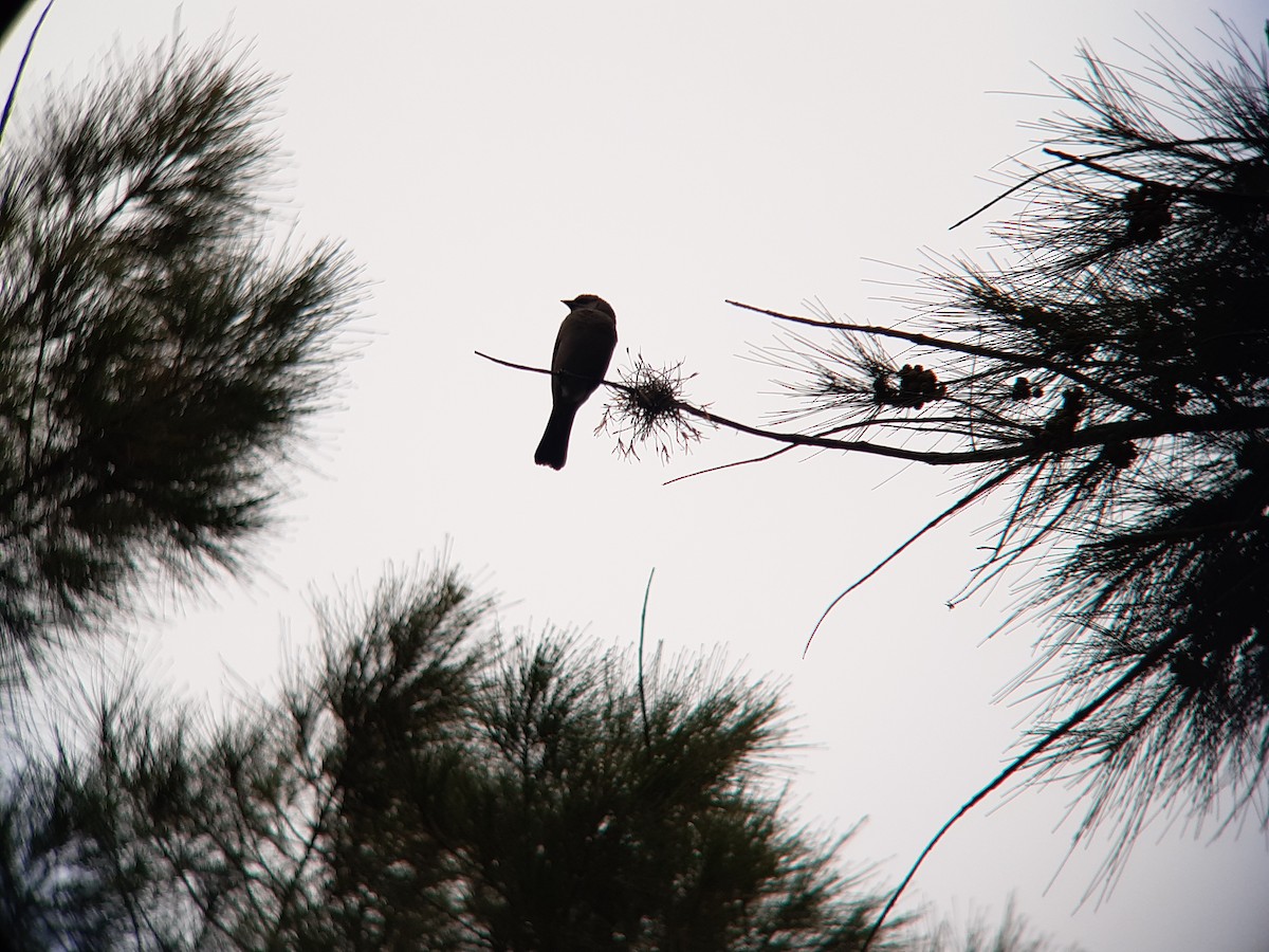 Grayish Baywing - ML646903429