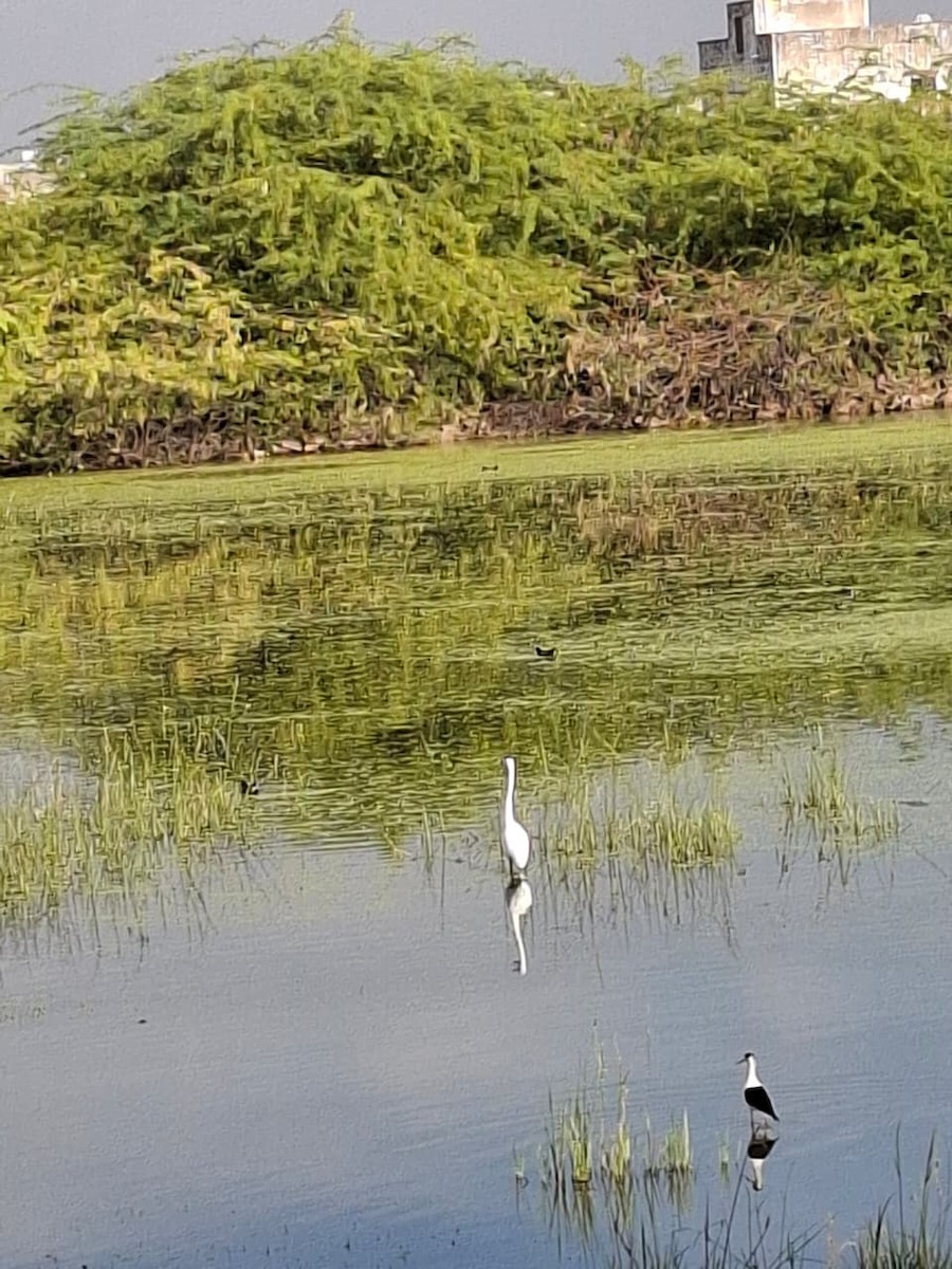 Great Egret - ML646903430