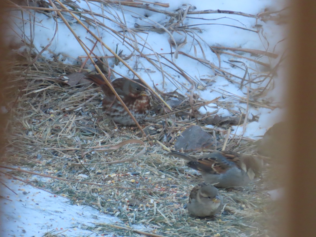 Fox Sparrow - ML646903431