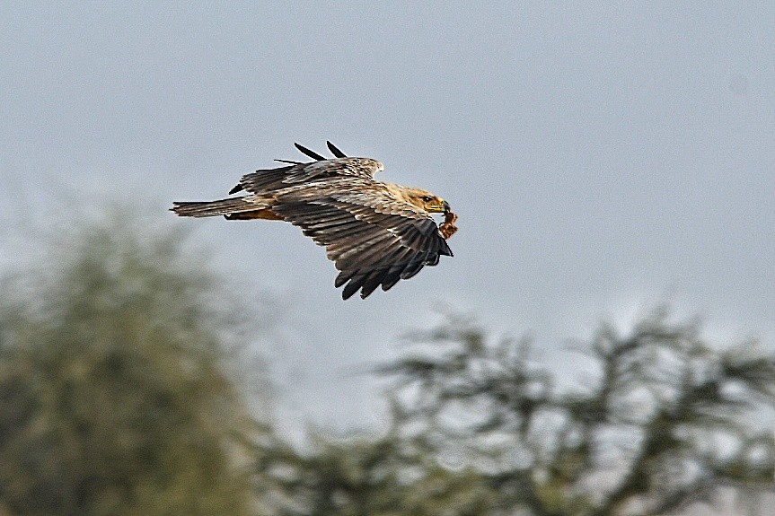Tawny Eagle - ML646903435