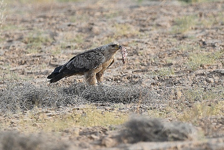 Tawny Eagle - ML646903436