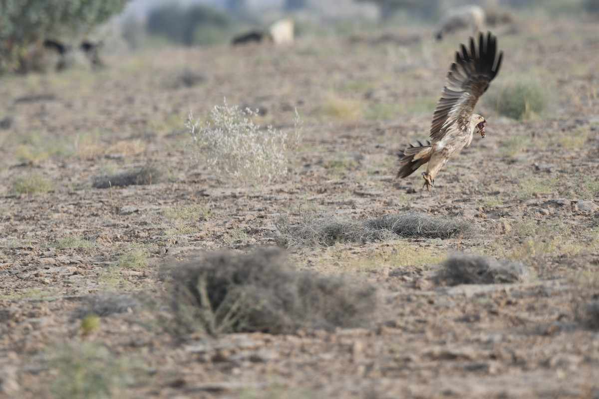 Tawny Eagle - ML646903437