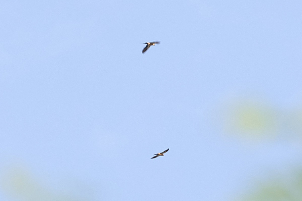 Mosque Swallow - ML646903439