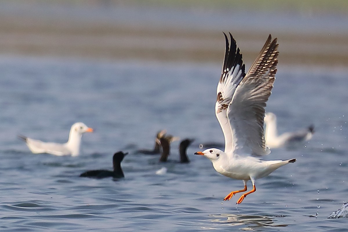 gull sp. - ML646903442