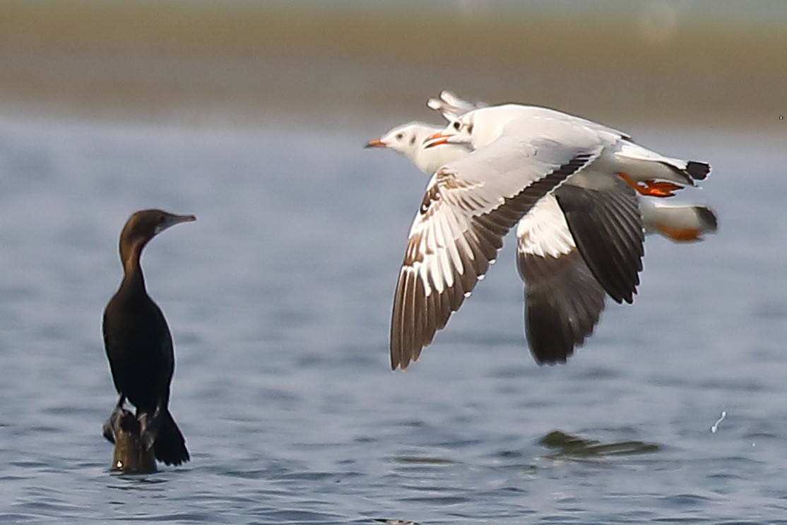 gull sp. - ML646903443