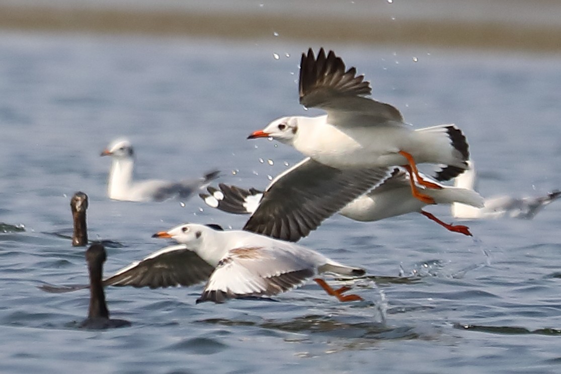 gull sp. - ML646903444