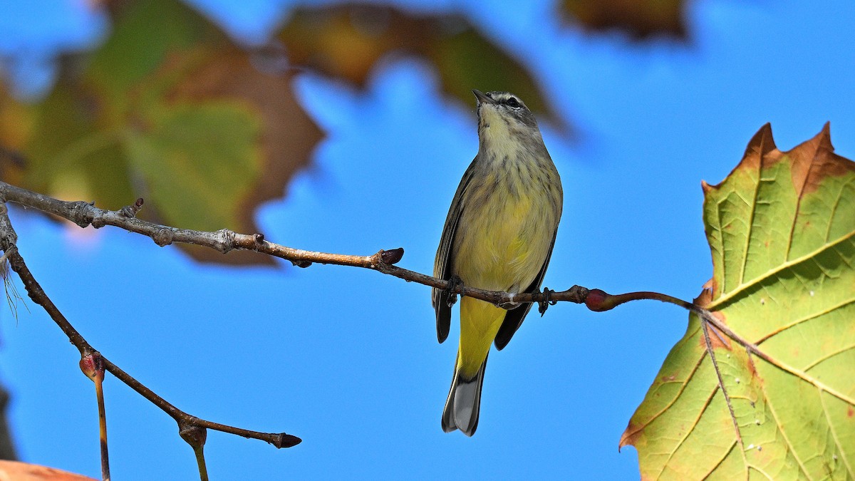 Paruline à couronne rousse - ML646903445