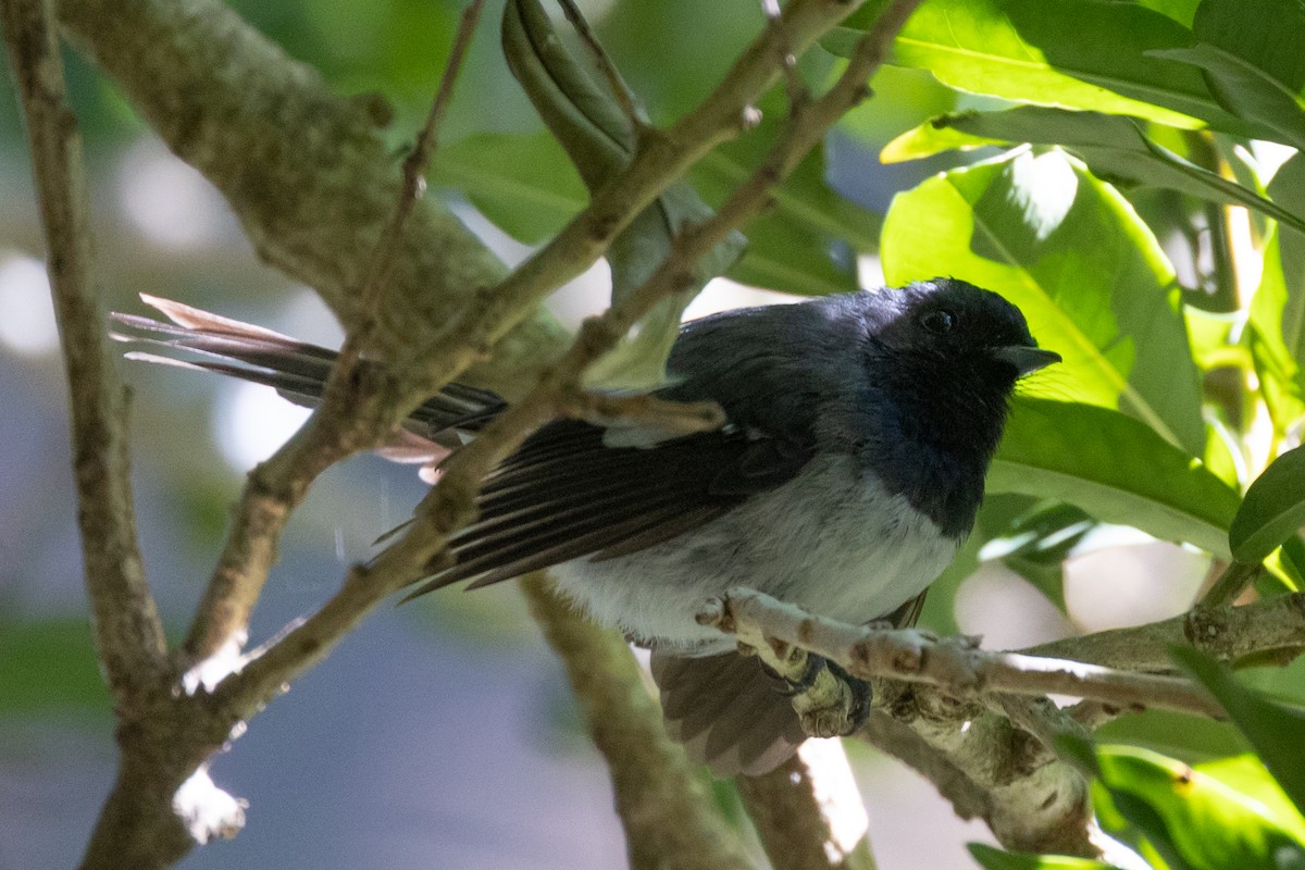 African Crested Flycatcher (Southern) - ML646903446