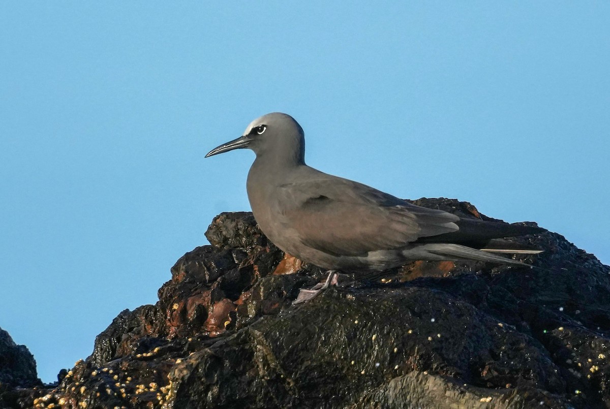 Brown Noddy - ML646903449
