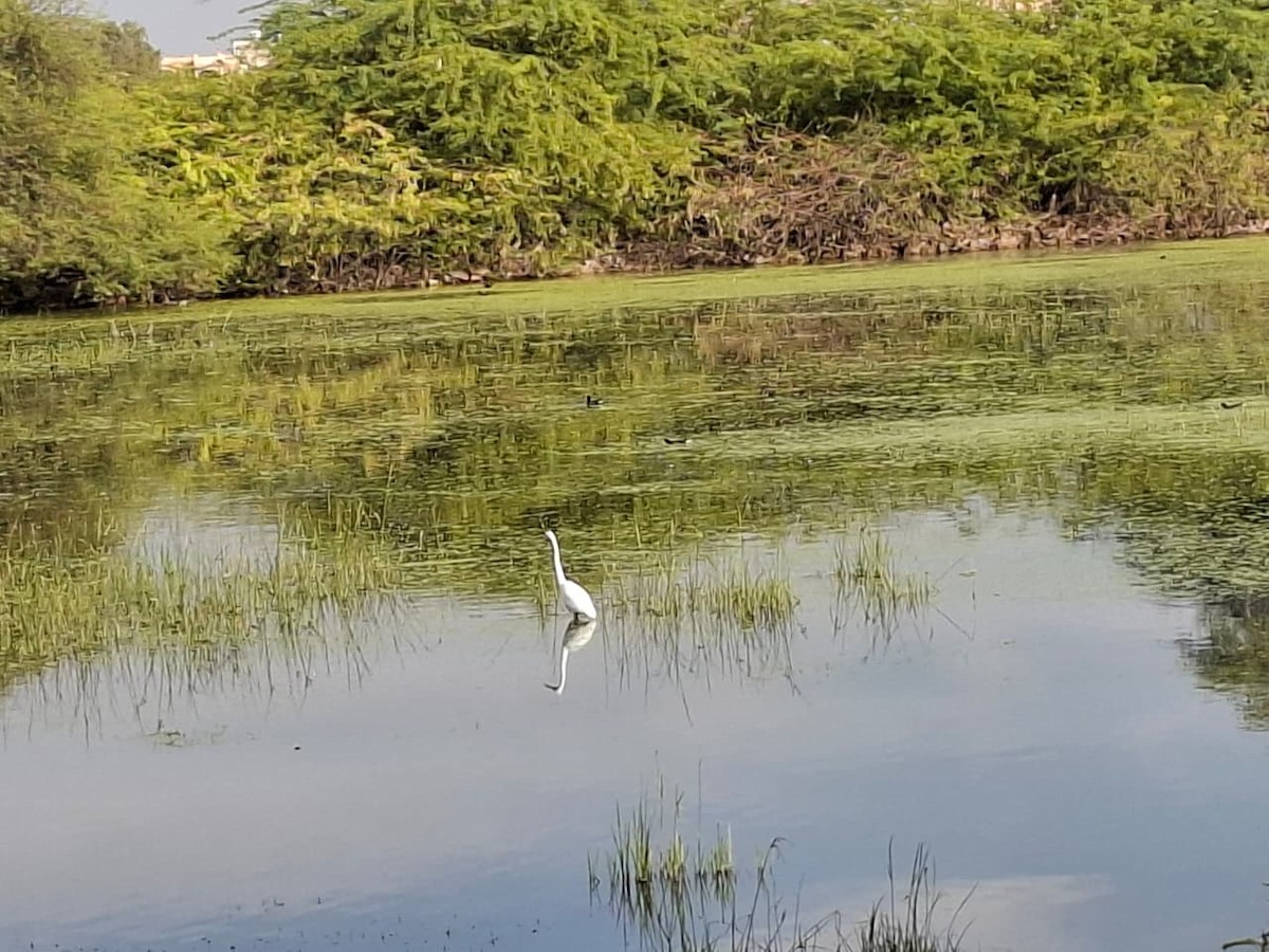 Great Egret - ML646903450