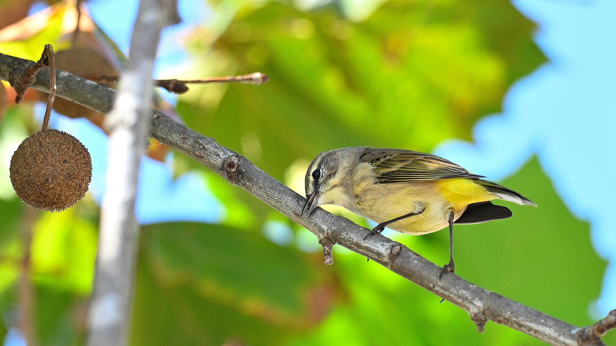 Paruline à couronne rousse - ML646903451
