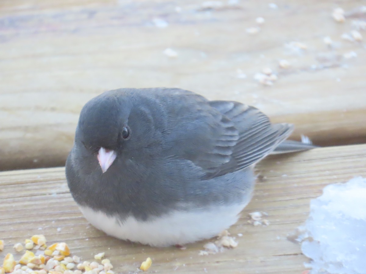 Dark-eyed Junco - ML646903452