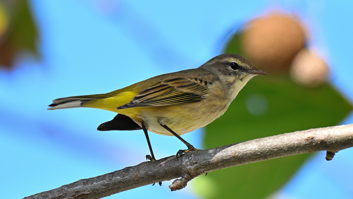 Paruline à couronne rousse - ML646903453