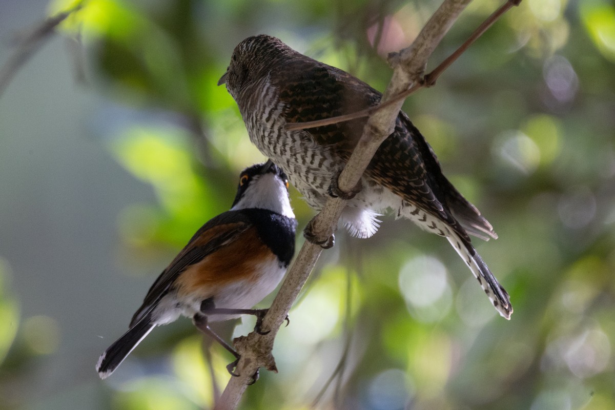Klaas's Cuckoo - ML646903454