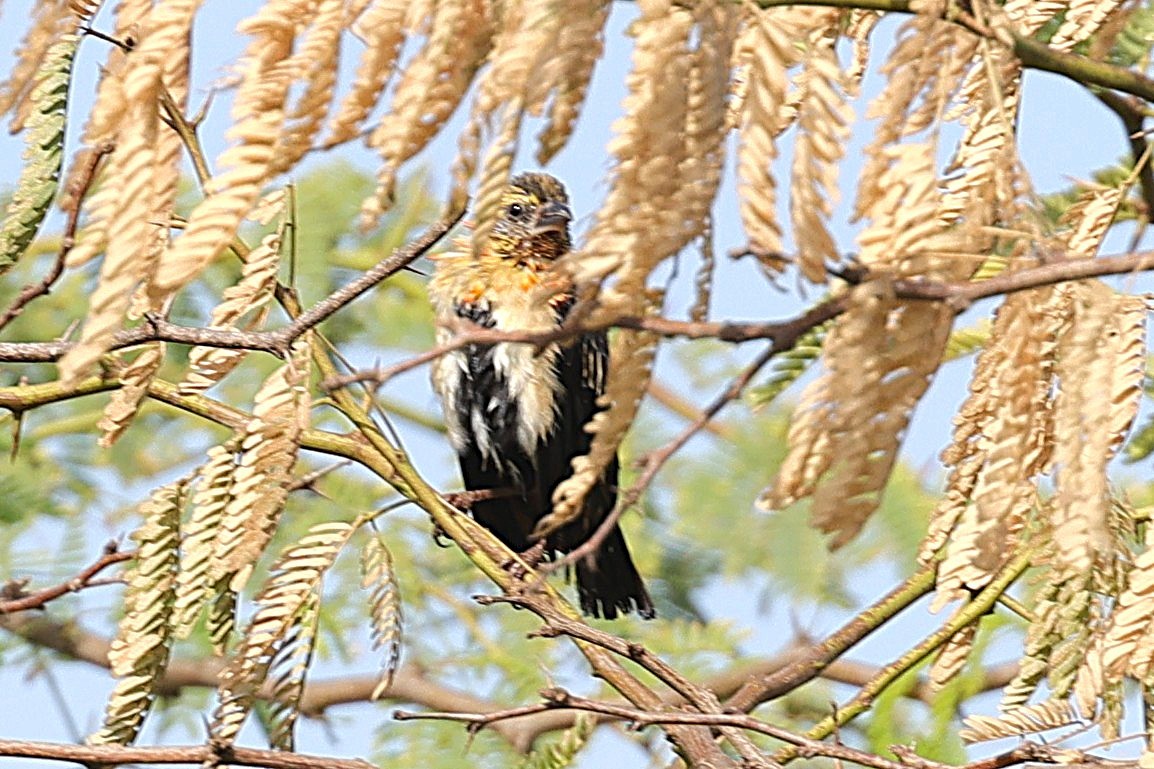 Northern Red Bishop - ML646903459