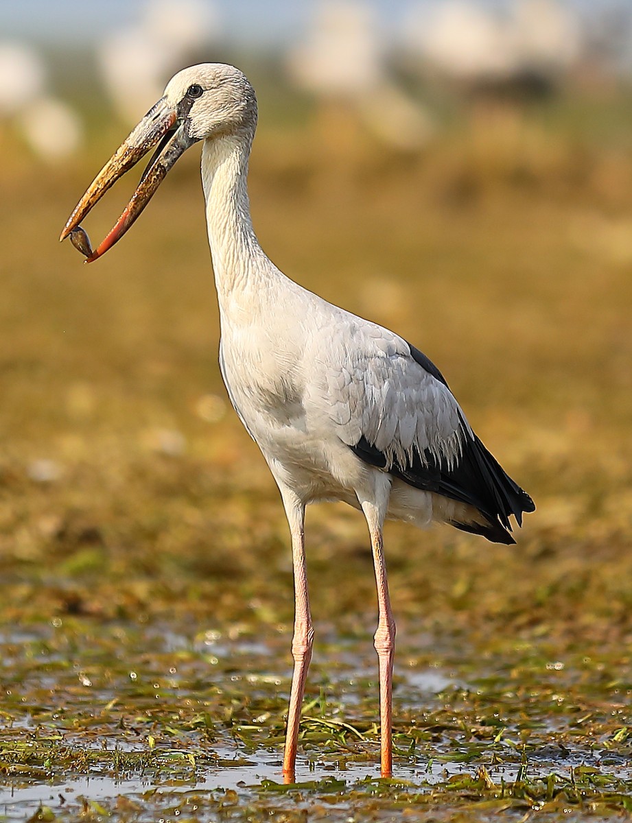 zejozob asijský - ML646903460