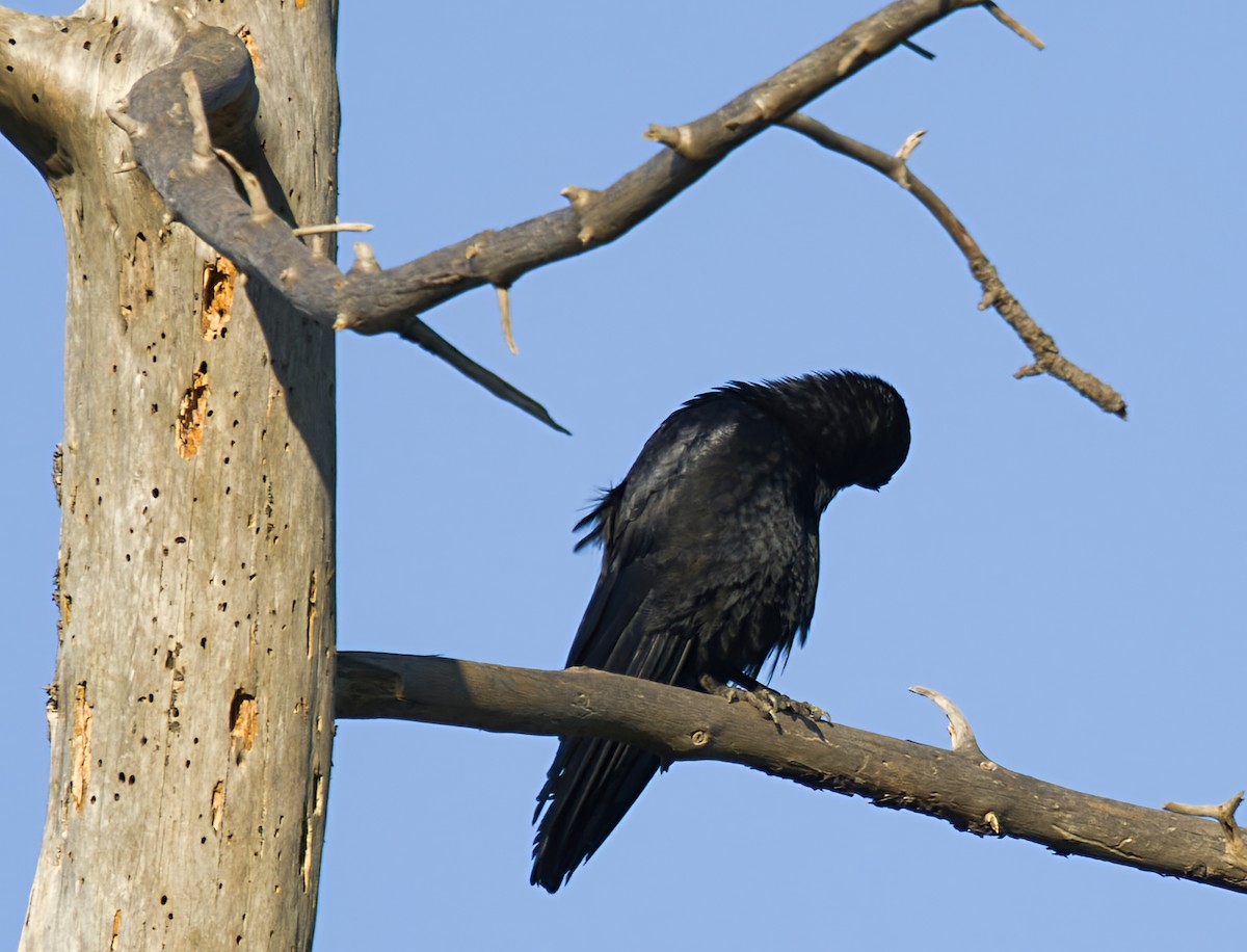 vrána černá - ML646903462