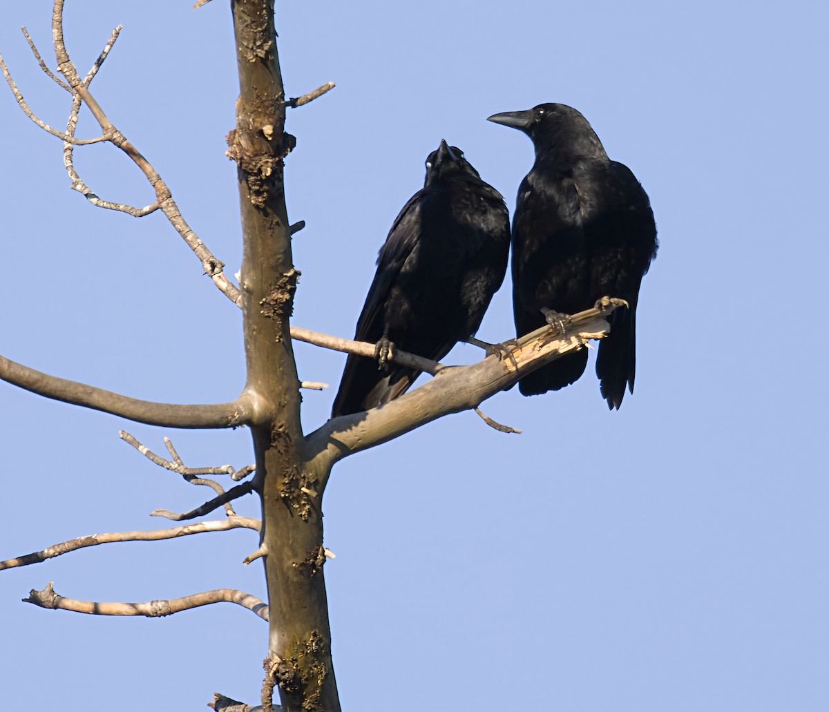 vrána černá - ML646903463