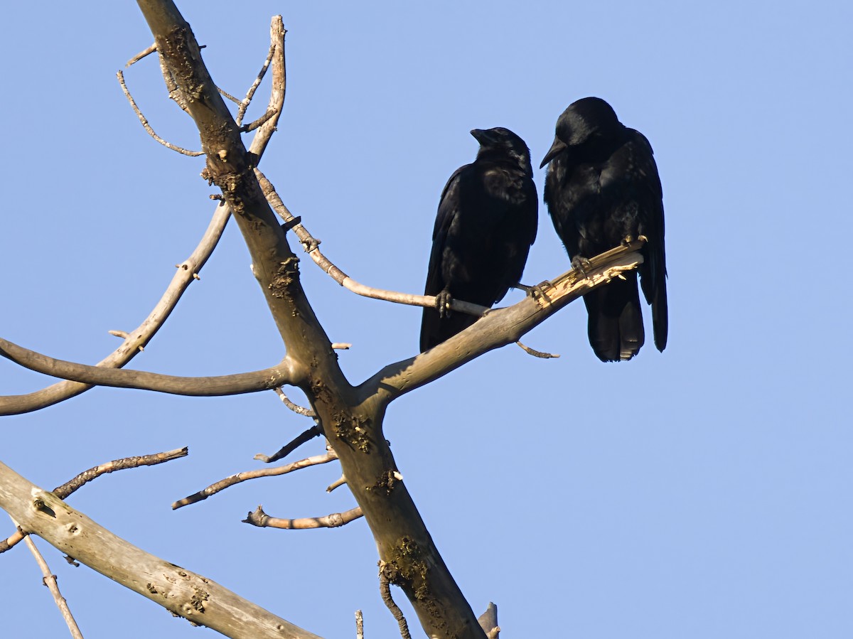 vrána černá - ML646903464