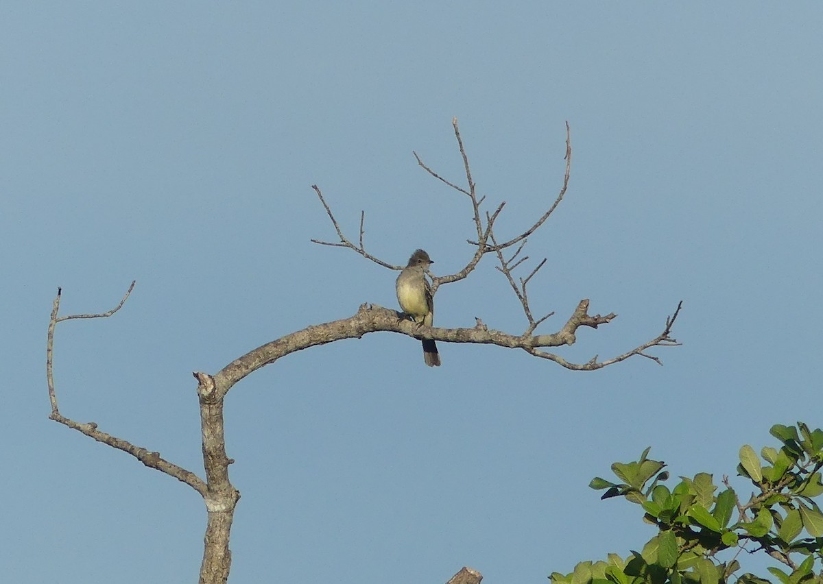 Large Elaenia - ML646903465