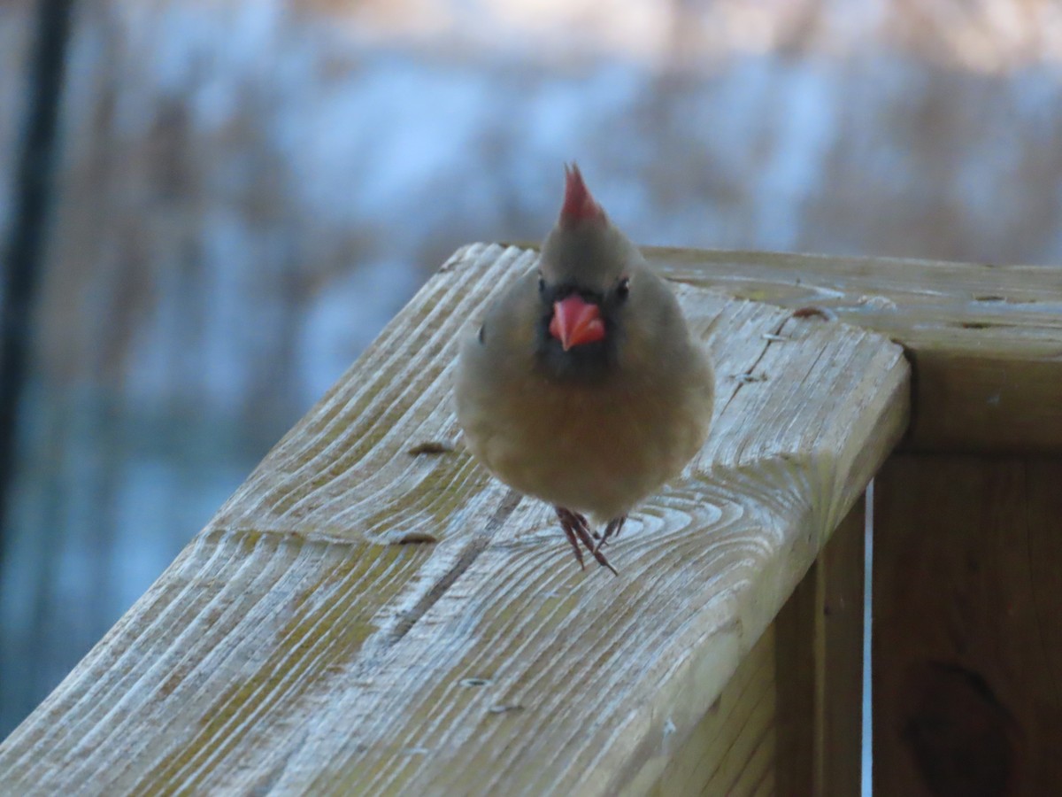 kardinál červený - ML646903466