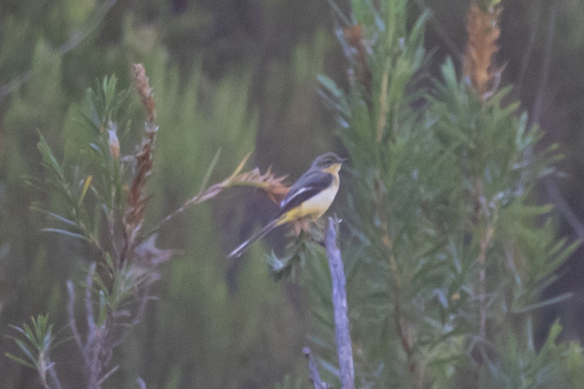 Gray Wagtail - ML646903467