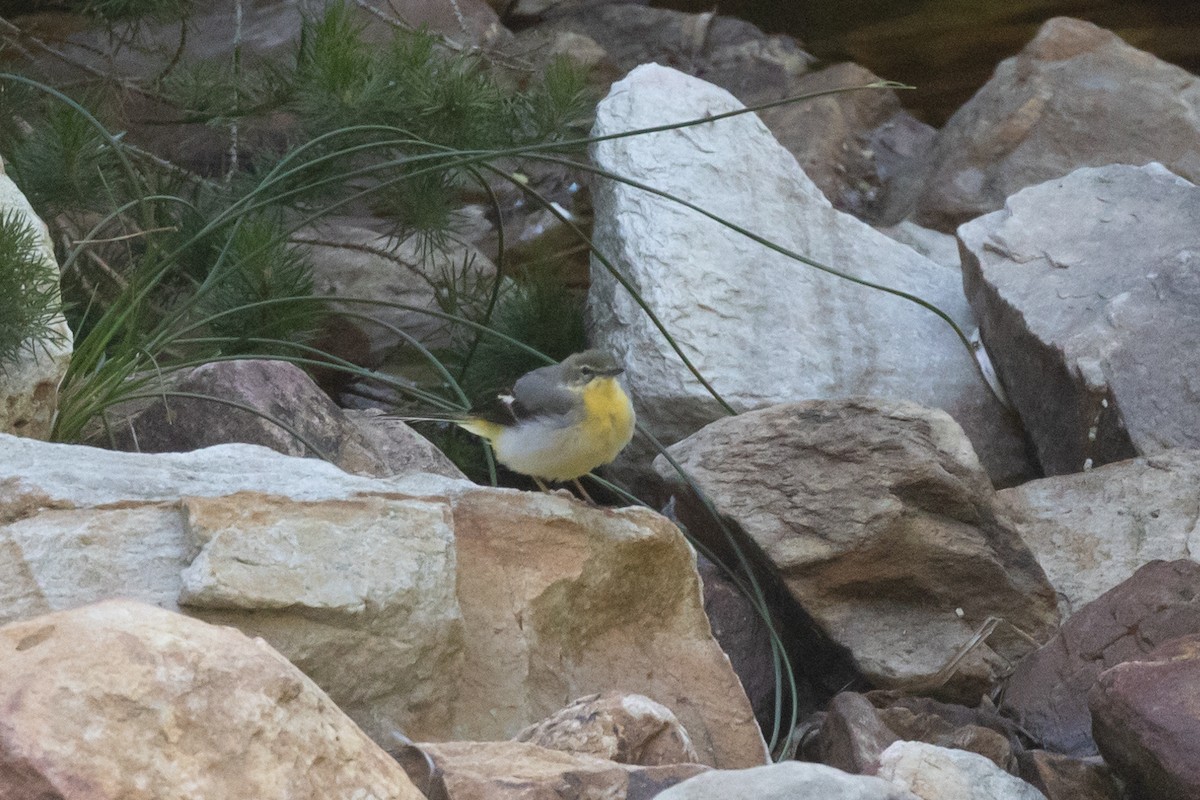 Gray Wagtail - ML646903468