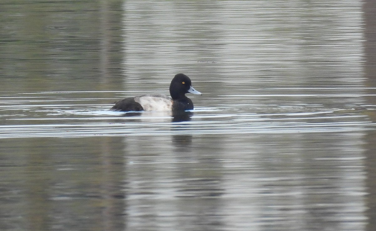 polák vlnkovaný - ML646903470