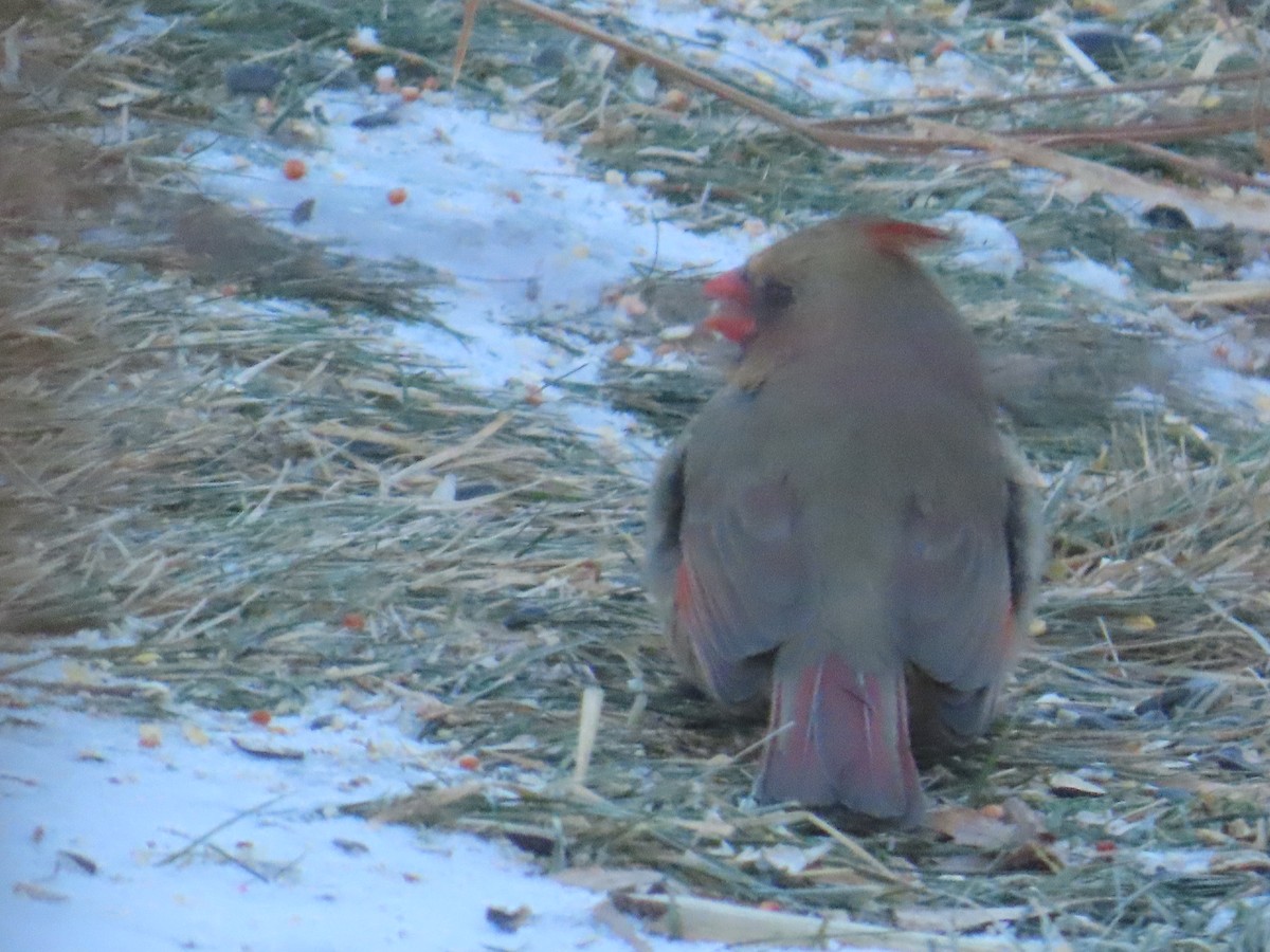 kardinál červený - ML646903471