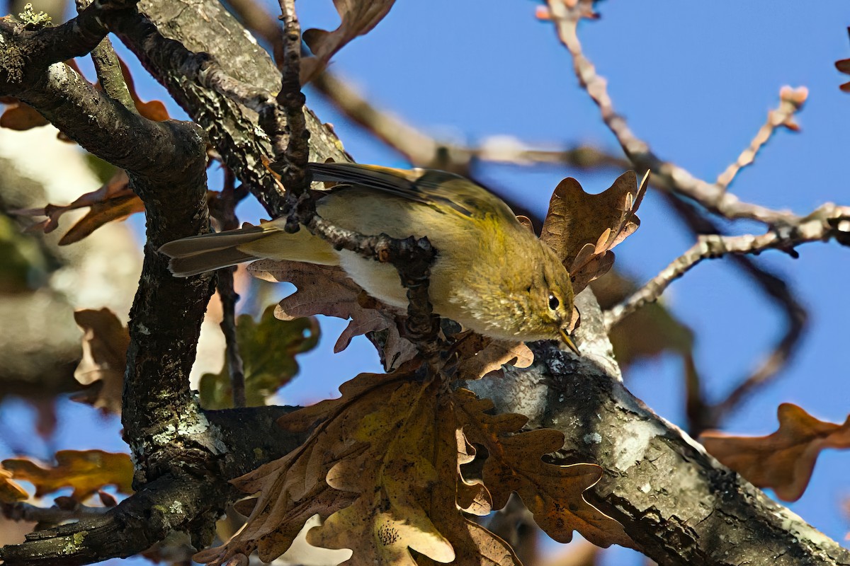 budníček menší - ML646903472