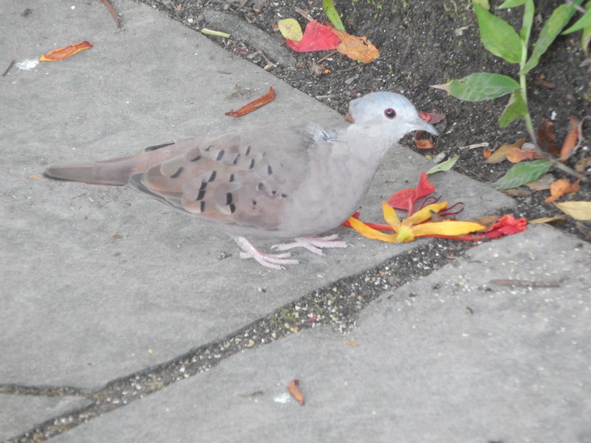 holoubek skořicový - ML646903475