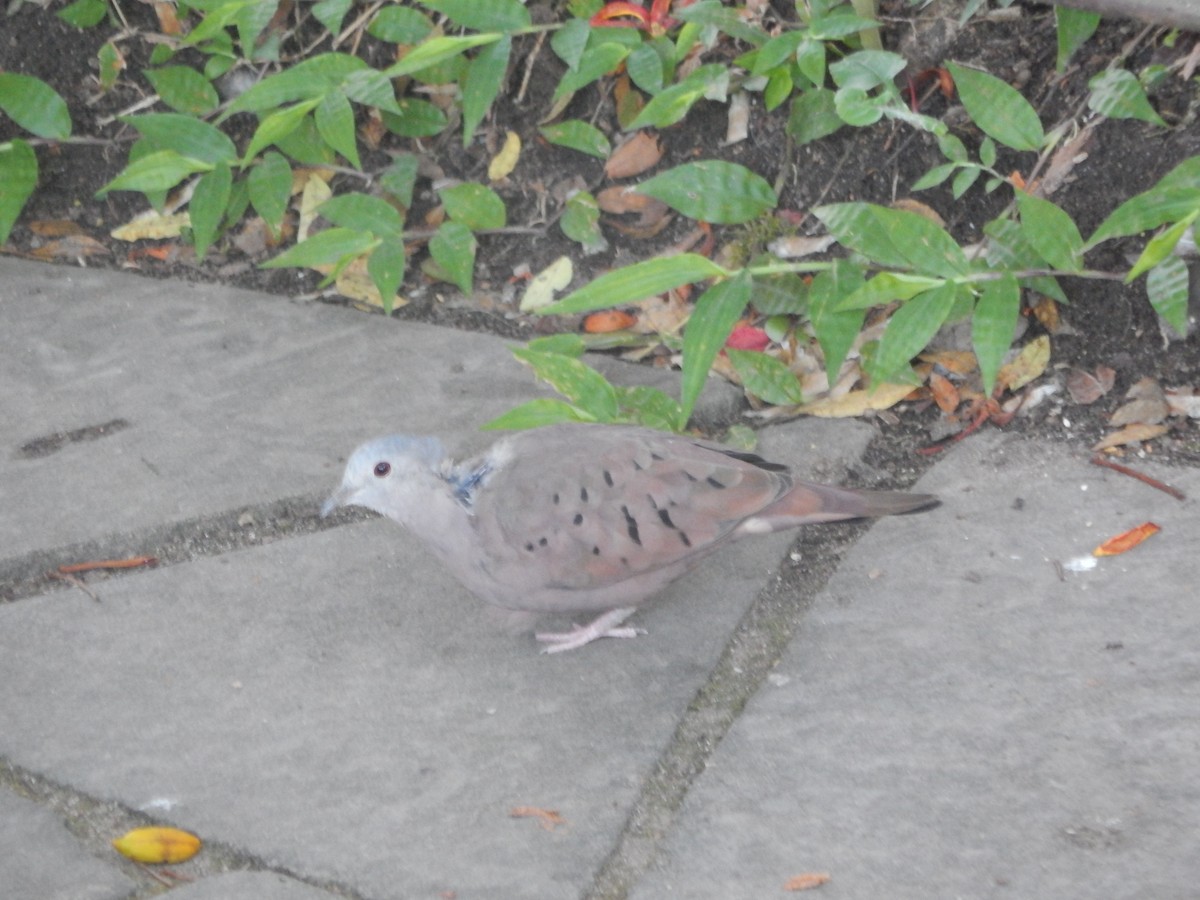 holoubek skořicový - ML646903476