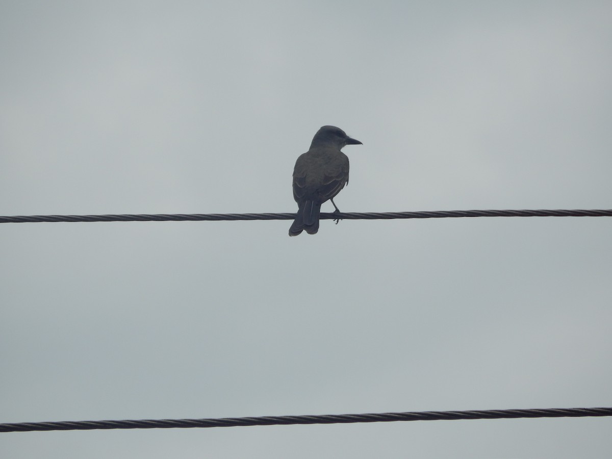 Tropical Kingbird - ML646903477