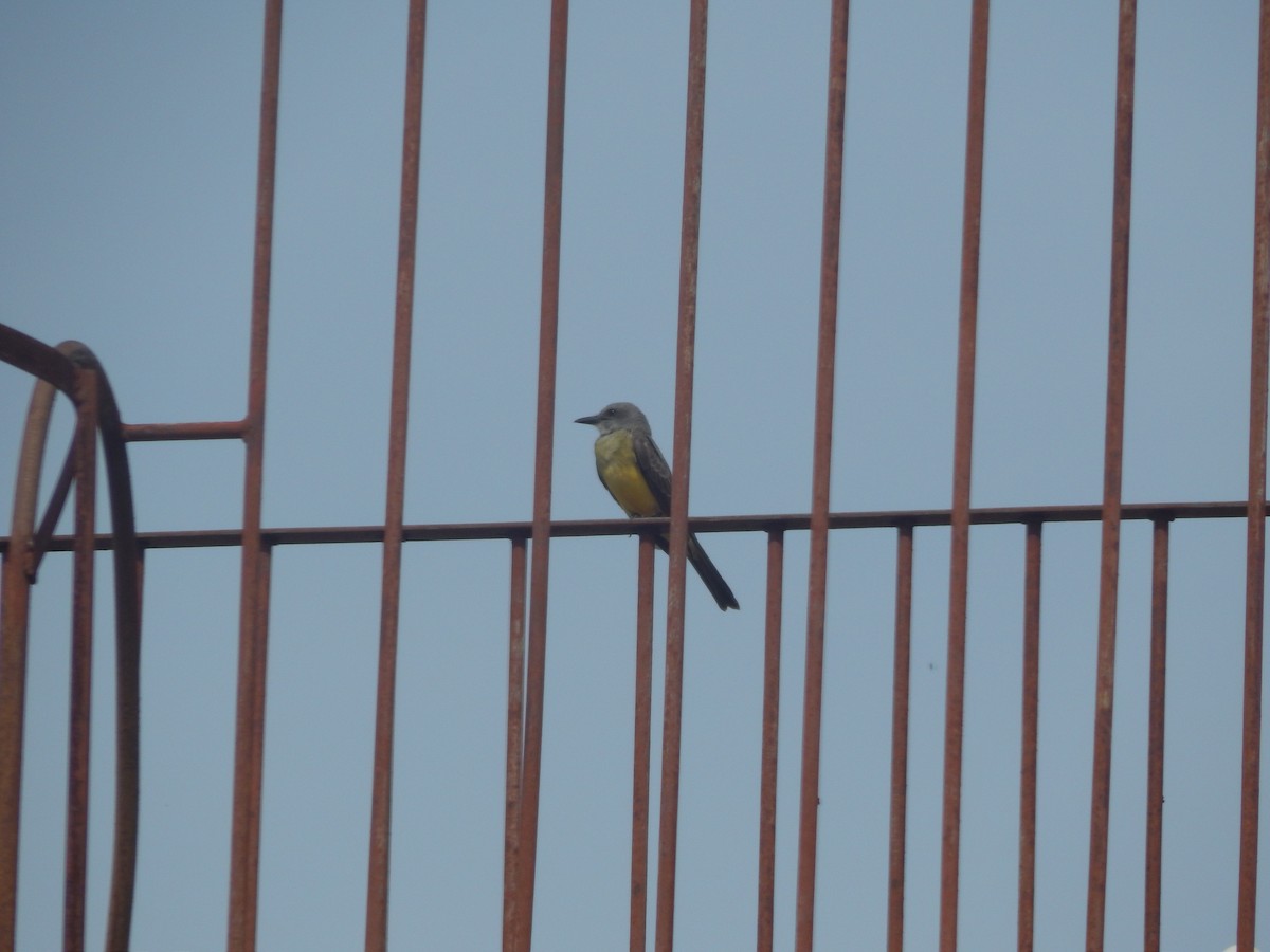 Tropical Kingbird - ML646903478