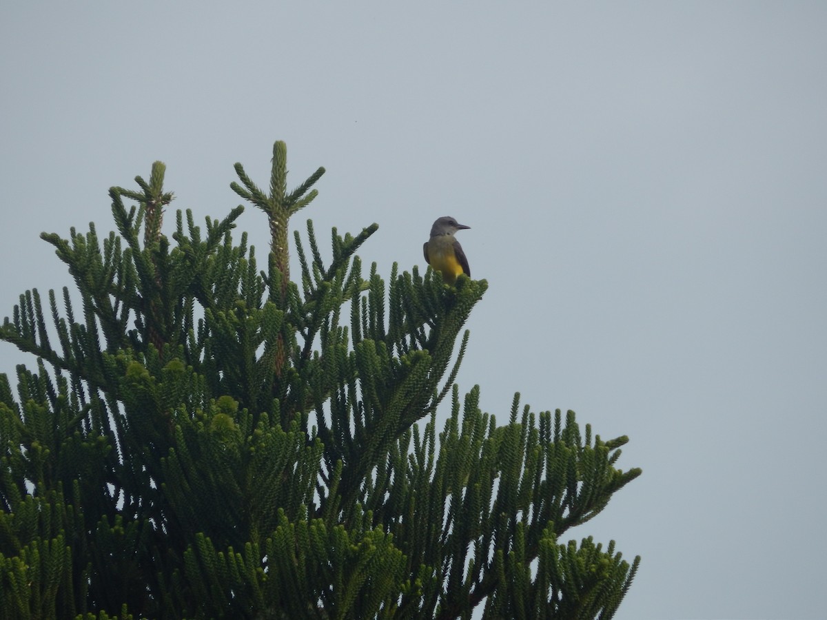 Tropical Kingbird - ML646903479
