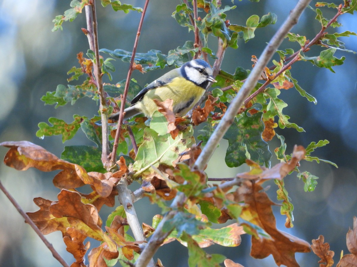 Eurasian Blue Tit - ML646903480