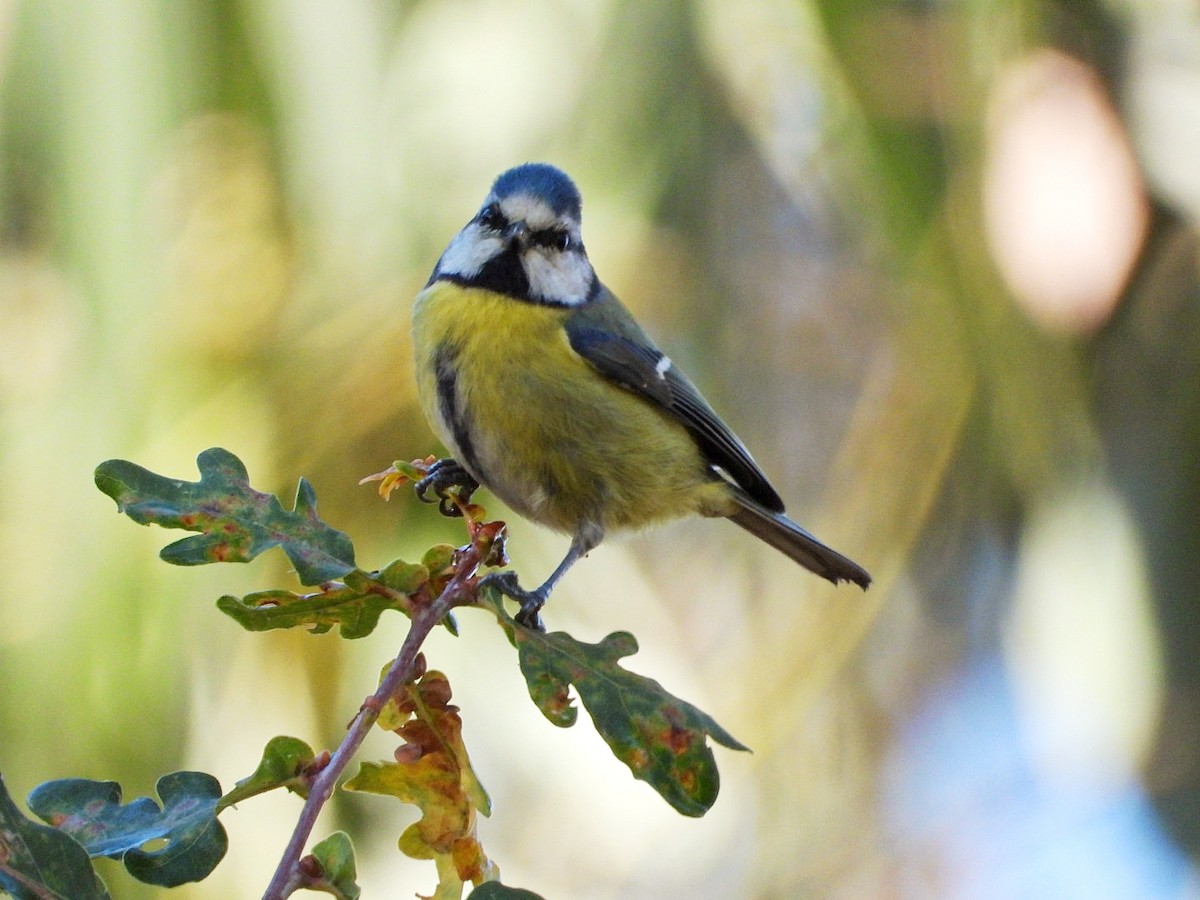 Eurasian Blue Tit - ML646903481